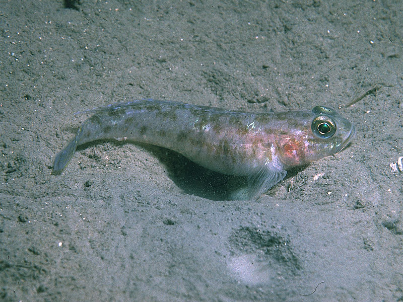 Lesueurigobius friesii (Ghiozzo grandi squame)